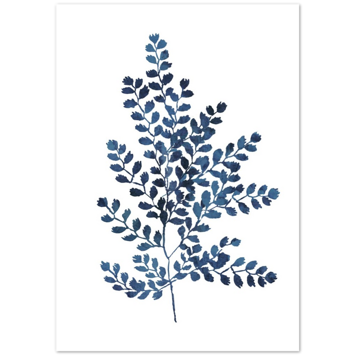 BLUE FERN II