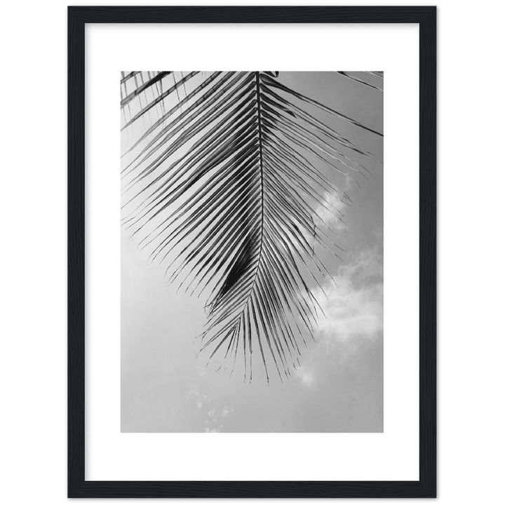 PALM CLOUD